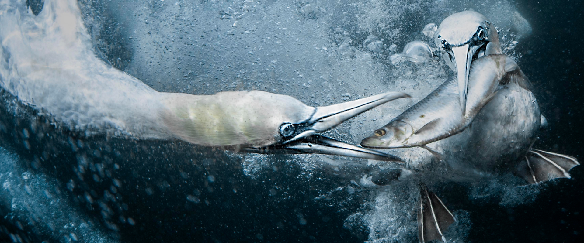 Convocatoria Premio Sony WPA