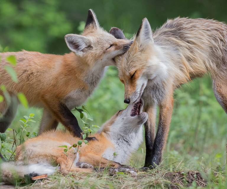 Widlife Photographer of the Year