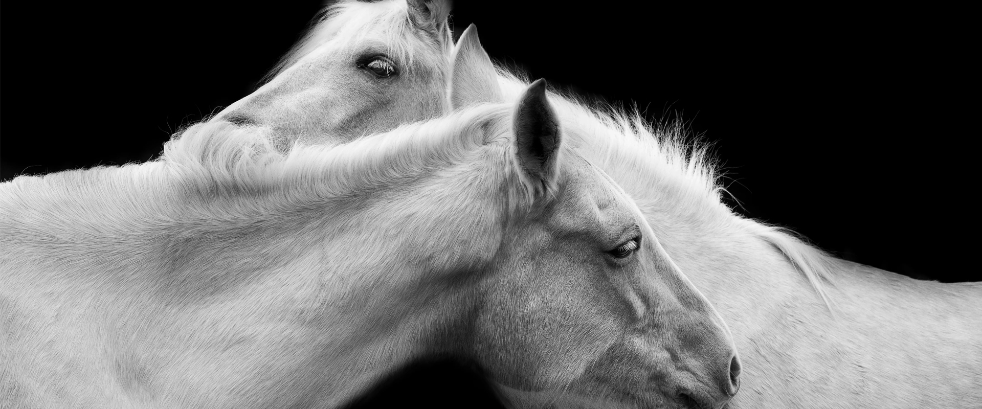 &ldquo;Su majestad, el caballo&rdquo;